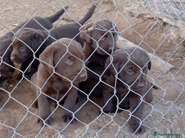 Labrador Retriever perros Preciosos labradores chocolate en Málaga - Anuncio 3