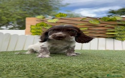 Cocker Spaniel Inglés perros en venta: COCKER SPANIEL RUANO - Imagen 4