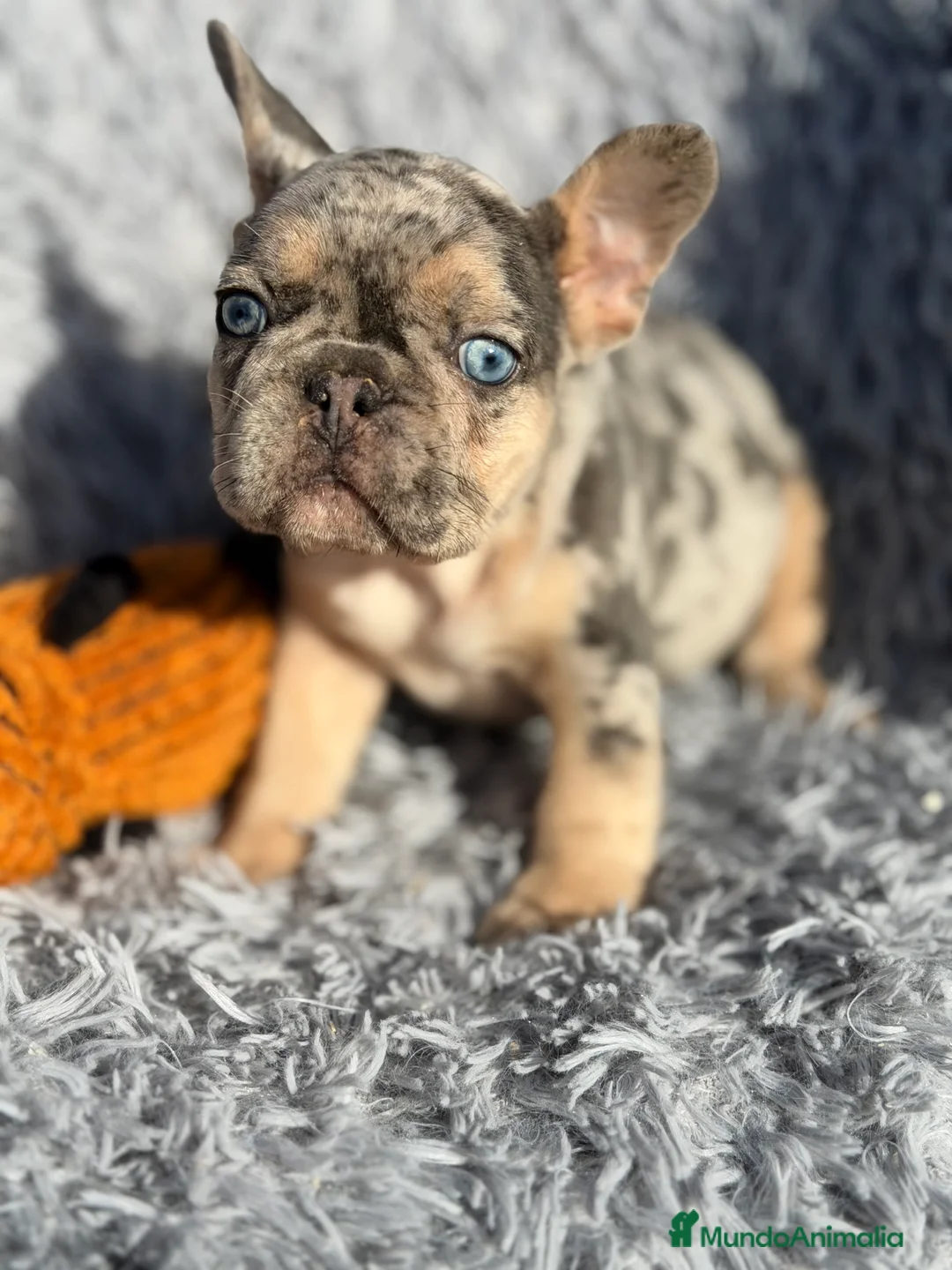 Bulldog Francés perros en venta: Bulldog Merle exótica  - Anuncio 10