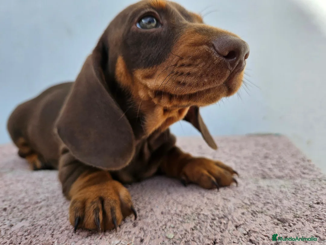 Teckel perros en venta: Teckel kanichen precio real - Anuncio 2