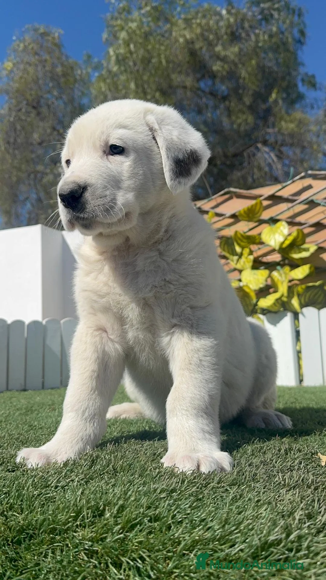 Mastín Español perros en venta: MASTIN ESPAÑOL - Anuncio 15