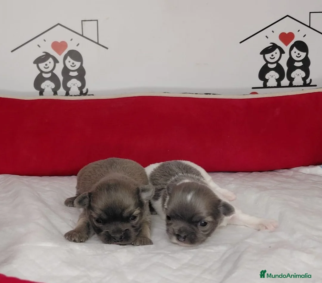 Chihuahua perros en venta: Chihuahua  - Anuncio 2