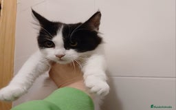 Maine Coon gatos en venta: Gatita  - Imagen 1