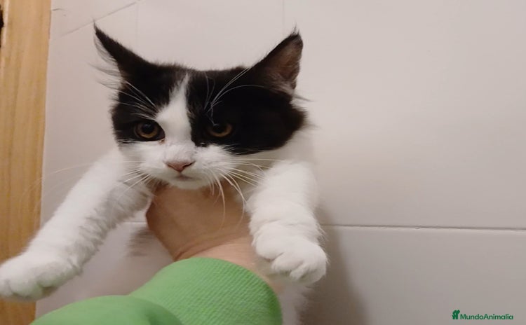 Maine Coon gatos - Anuncio 2