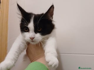 Maine Coon gatos - Anuncio 6