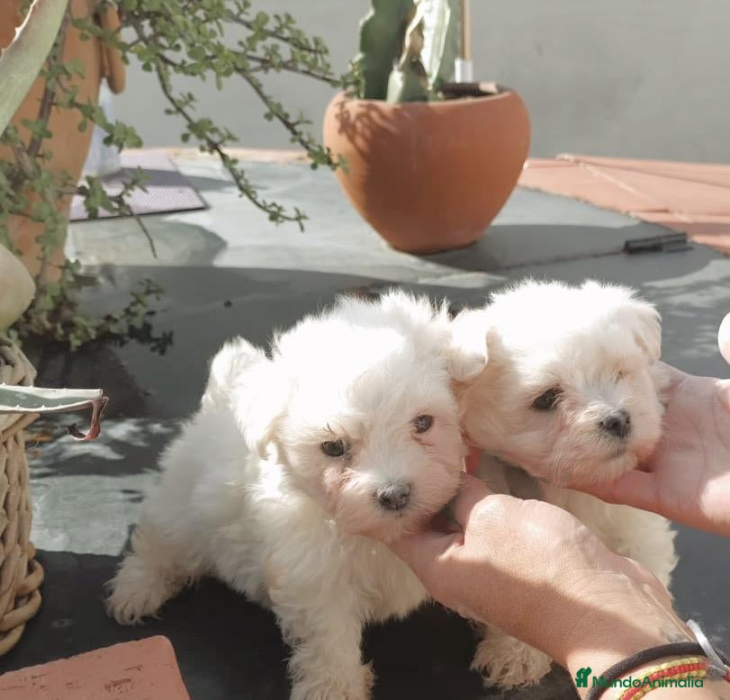 Bichón Maltés perros Bichón maltes toy - Anuncio 15