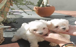 Bichón Maltés perros en venta: Bichón maltes toy - Imagen 1