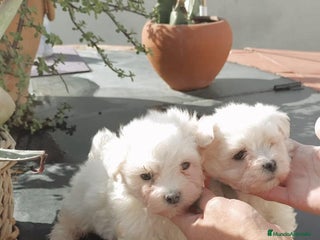 Bichón Maltés perros - Anuncio 1