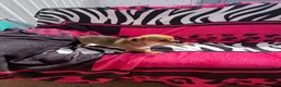 Chihuahua perros en venta: Chihuahua toy macho y hembra  en Barcelona - Anuncio 6