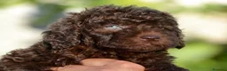 Perro de Agua Español perros en venta: PERRO DE AGUA  - Anuncio 13