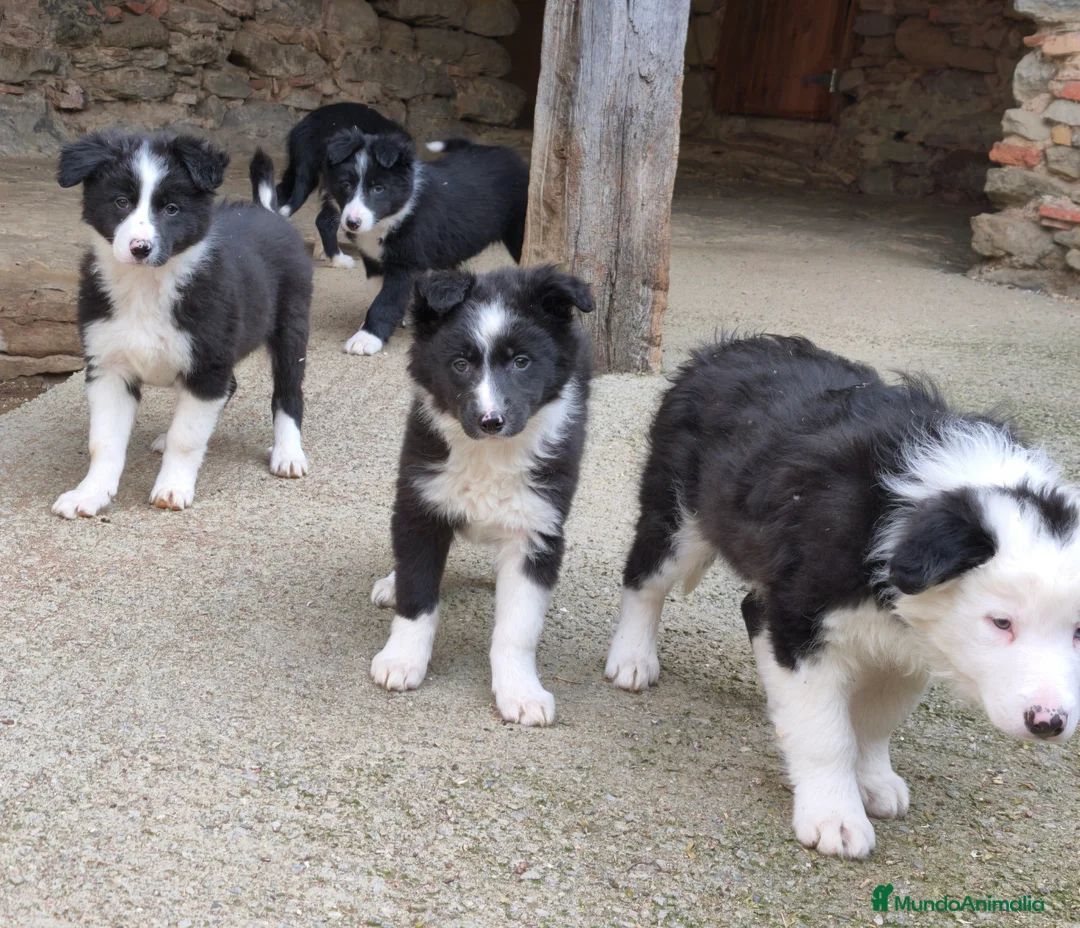 Border Collie perros en venta: Cachorros border collie 2 meses. - Anuncio 1