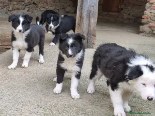Border Collie perros Cachorros border collie 2 meses. - Anuncio 6