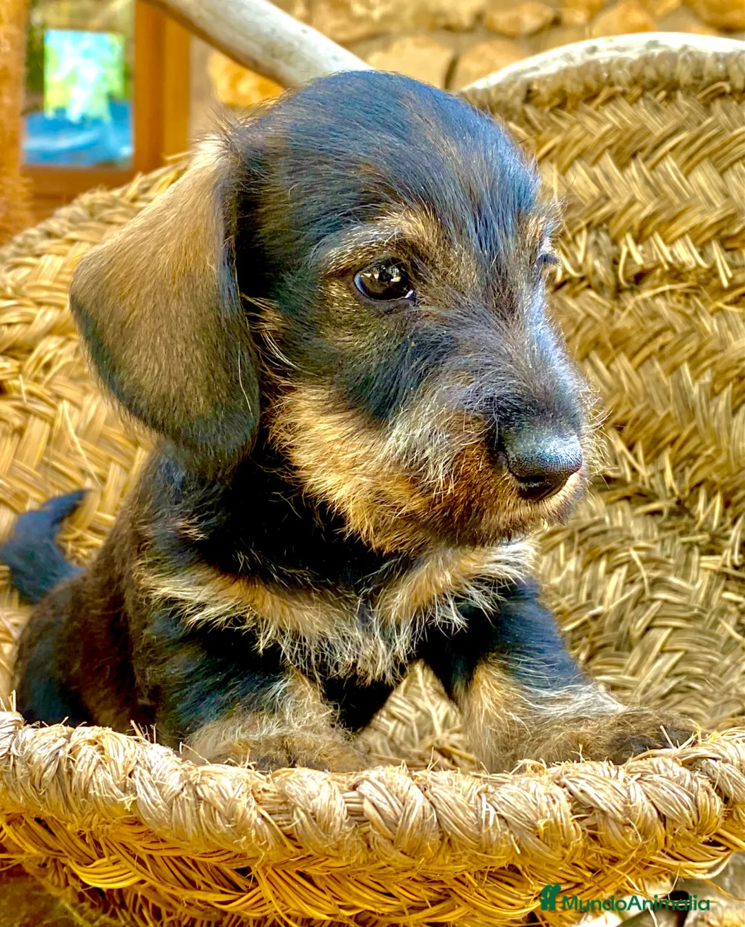 Teckel Miniatura perros en venta: Teckel miniatura pelo duro- ULTIMO CACHORRO en Albacete - Anuncio 2