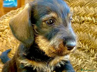 Teckel Miniatura perros Teckel miniatura pelo duro- ULTIMO CACHORRO - Anuncio 1
