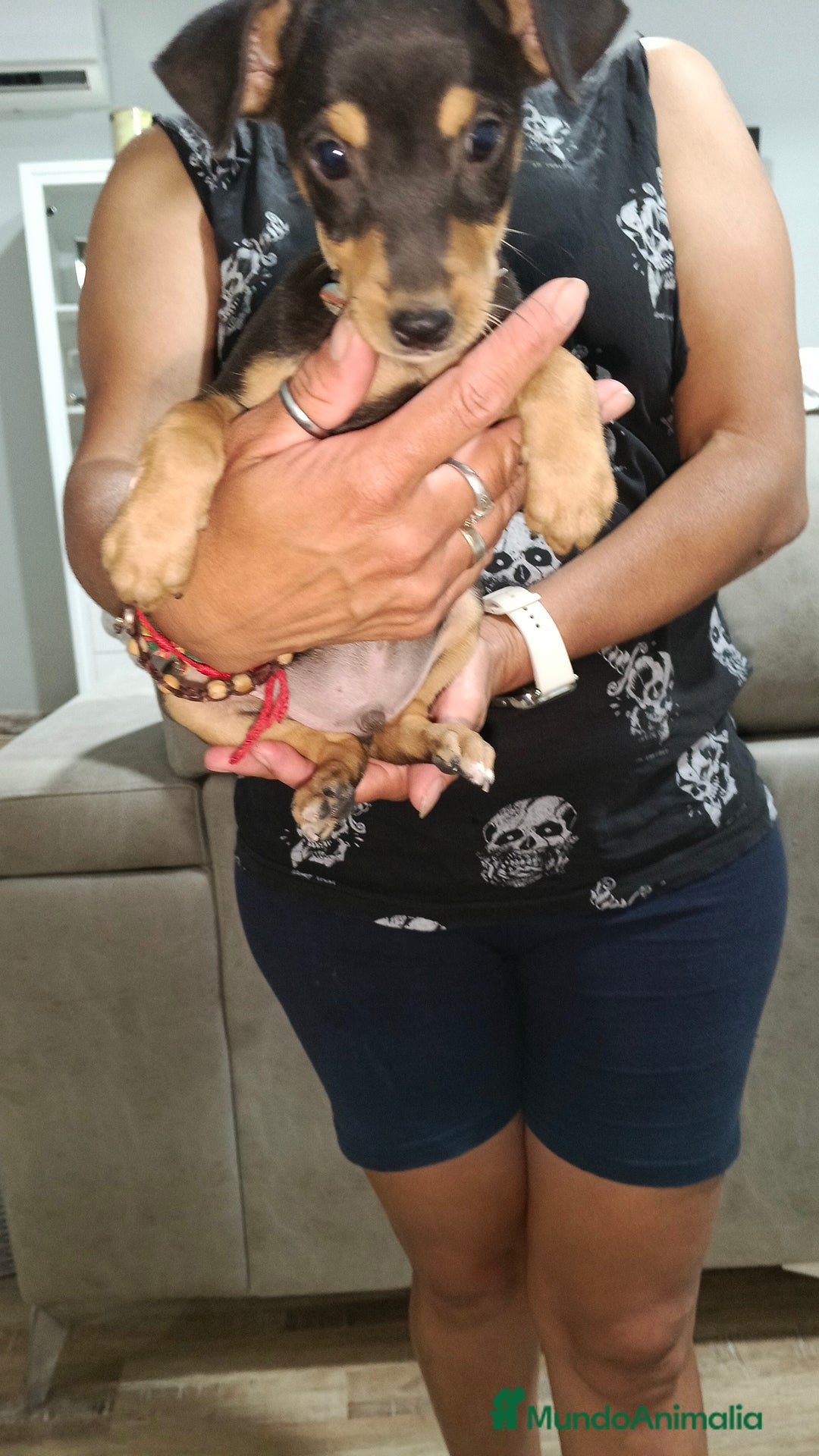 Pinscher Miniatura perros en venta: Macho pinche - Imagen 3