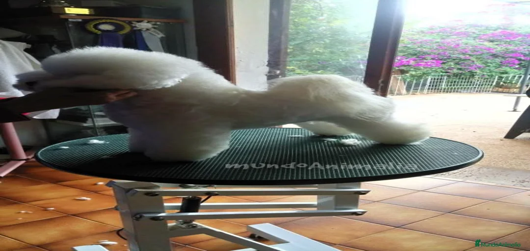 Imagen de galería {{count}}