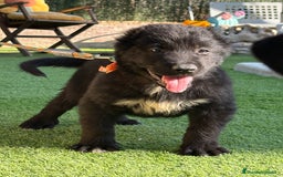 Pastor de Asia Central perros en venta: Cachorra de kangal x Alabai  - Imagen 5