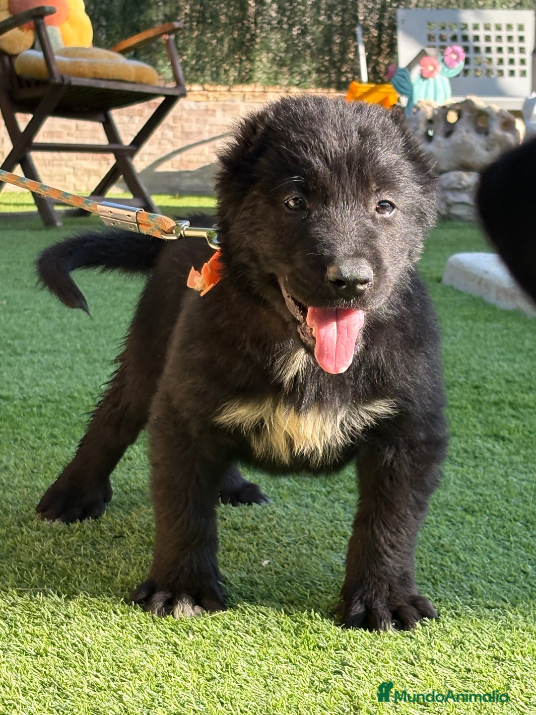 Pastor de Asia Central perros en venta: Cachorra de kangal x Alabai  - Imagen 5