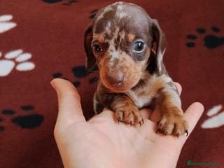 Teckel Miniatura perros TECKEL MINIATURA CHOCOLATE/ ARLEQUIN - Anuncio 1