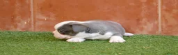 Bulldog Francés perros en venta: Cachorros de Bulldog Frances  - Anuncio 12