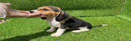Beagle perros en venta: BEAGLE LINEA AMERICANA //// en Badajoz - Anuncio 4
