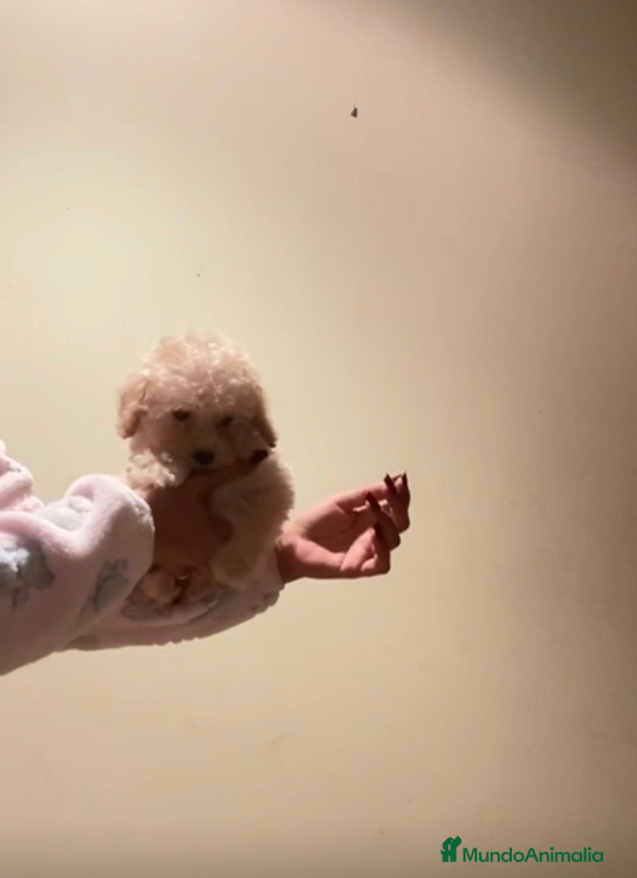 Caniche Toy perros Caniche toy  - Anuncio 1