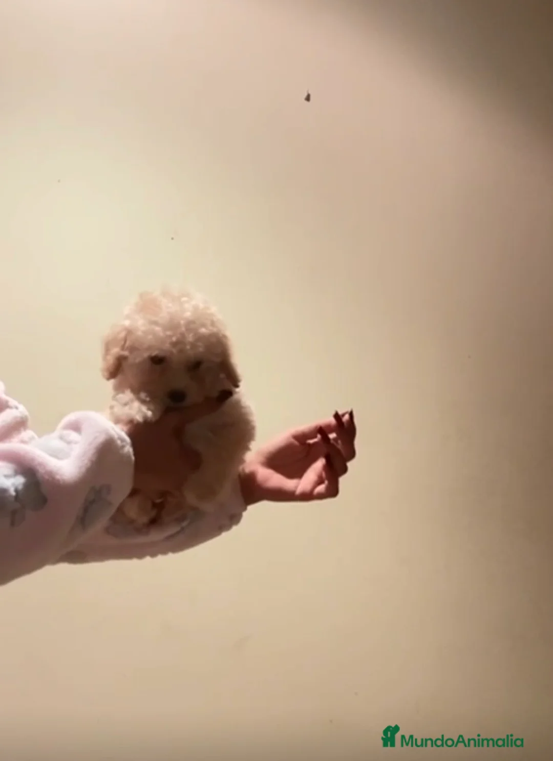 Caniche Toy perros en venta: Caniche toy  - Anuncio 1