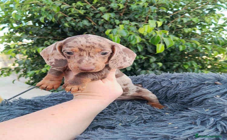 Teckel Miniatura perros - Anuncio 2