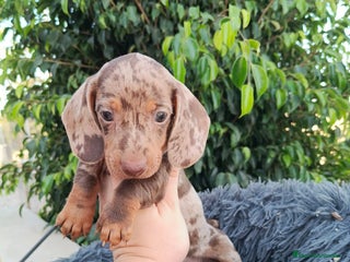 Teckel Miniatura perros - Anuncio 33