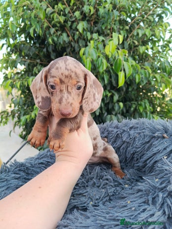 Teckel Miniatura perros - Anuncio 8