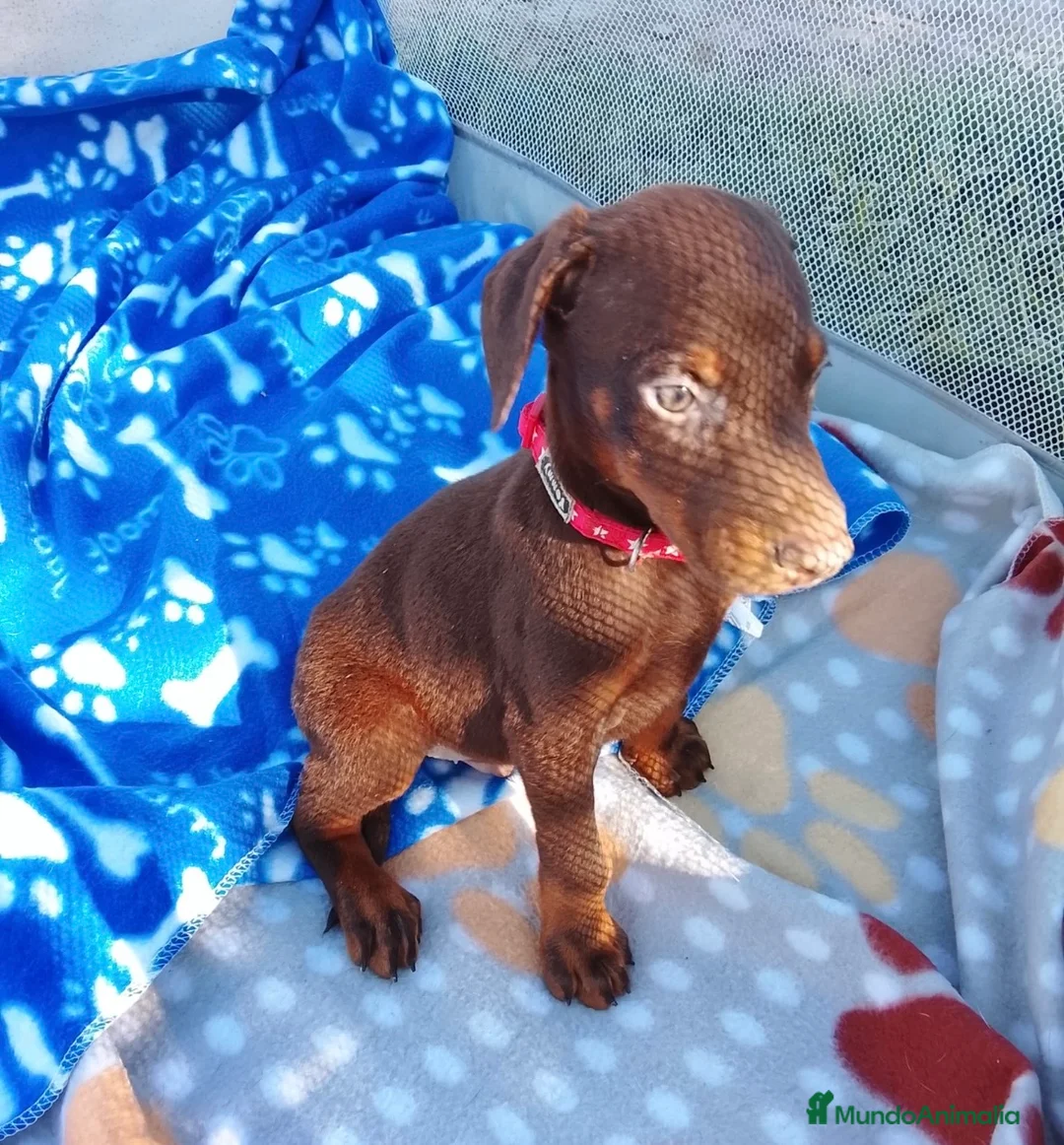Dobermann perros en venta: Dóbermann negro fuego y chocolate🐾🐶 en Sevilla - Anuncio 5