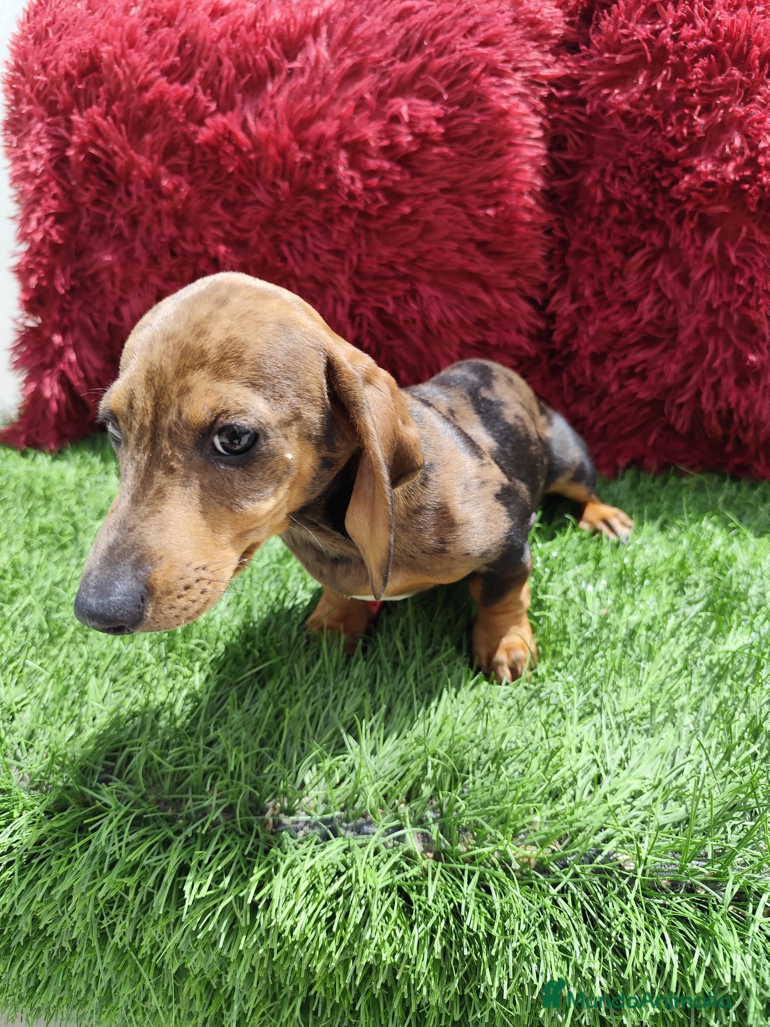 Teckel Miniatura perros en venta: Teckel Miniatura merle en Alicante - Anuncio 10