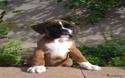 Boxer perros en venta: BOXER DORADO MACHO - Anuncio 2