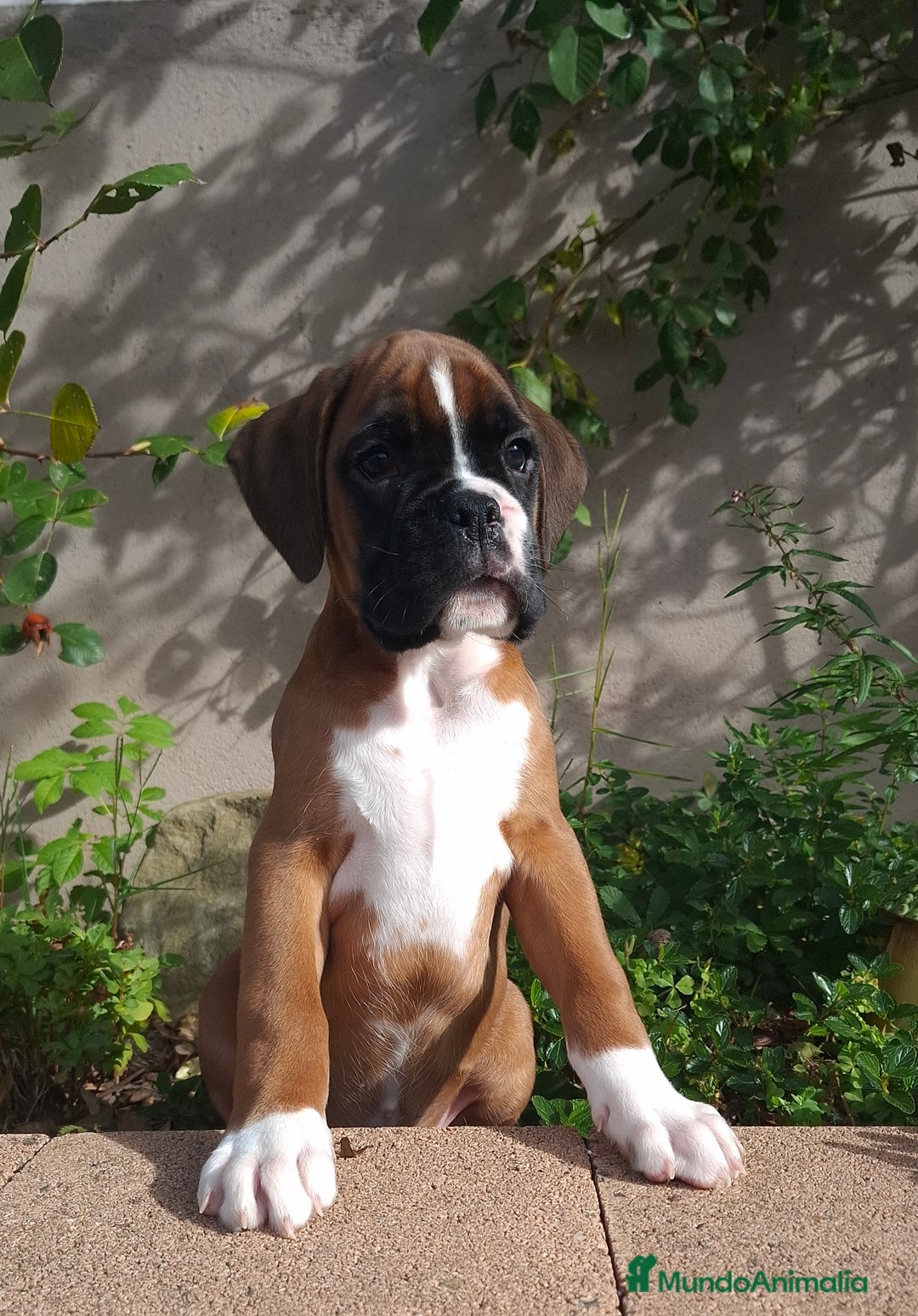 Boxer perros en venta: BOXER DORADO MACHO - Anuncio 2