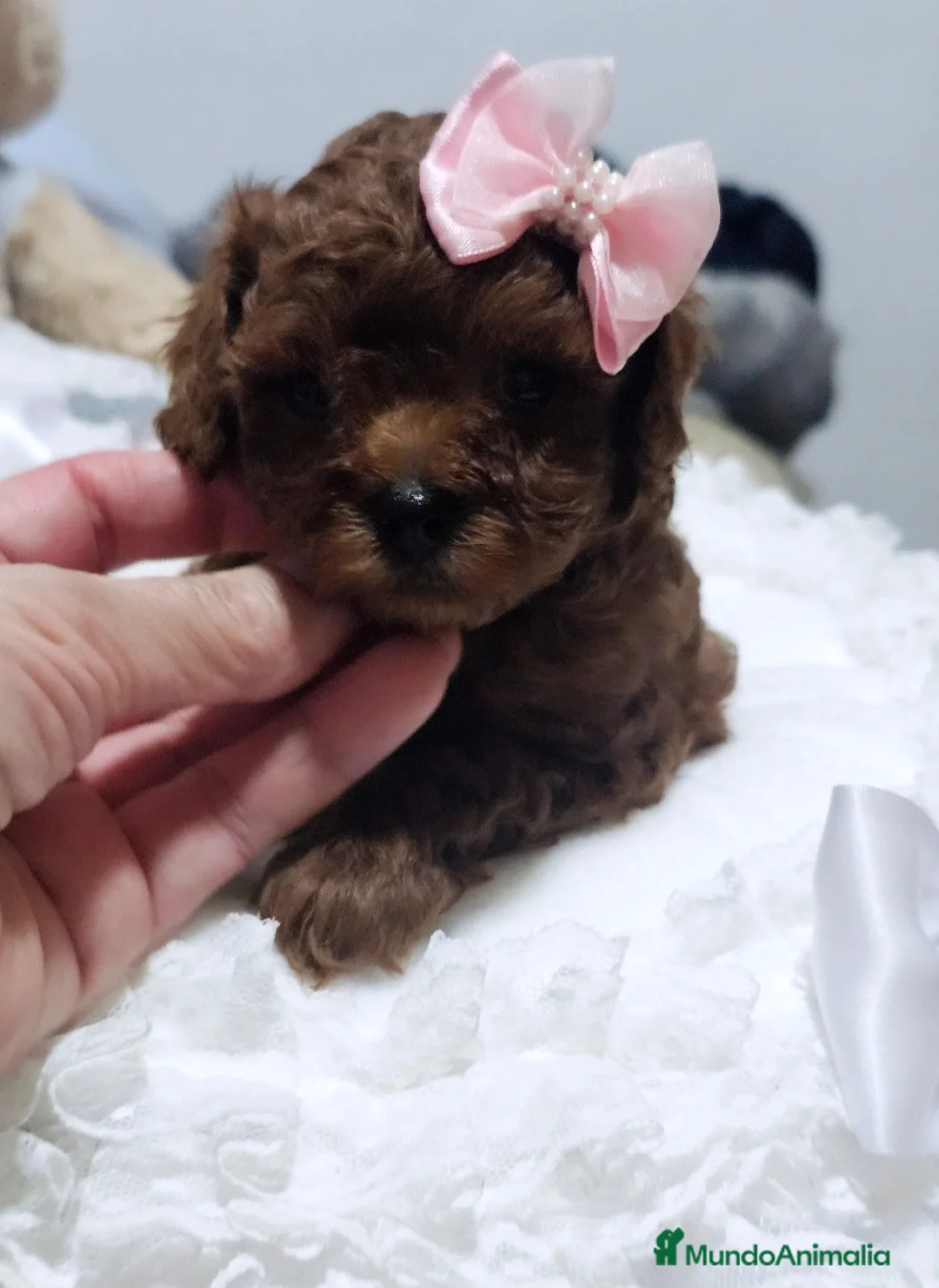 Caniche Toy perros en venta: HÉMBRA ASIÁTICA TEA CUP - Anuncio 1