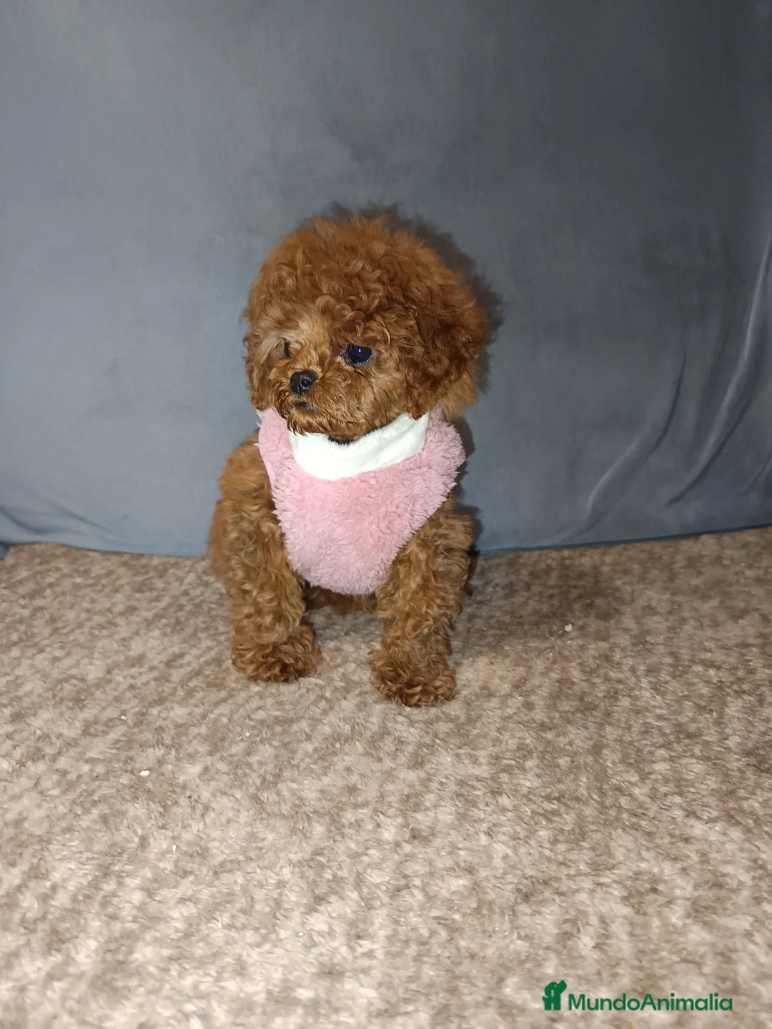 Caniche Toy perros en venta: Caniche toy en Badajoz - Anuncio 3