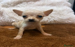 Ratón de Praga perros en venta: Hembrita de ratón de Praga  - Imagen 2