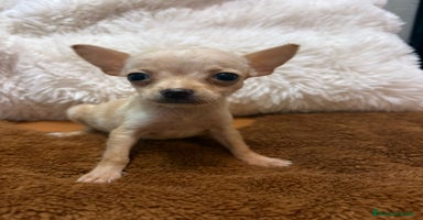 Ratón de Praga perros - Anuncio 4