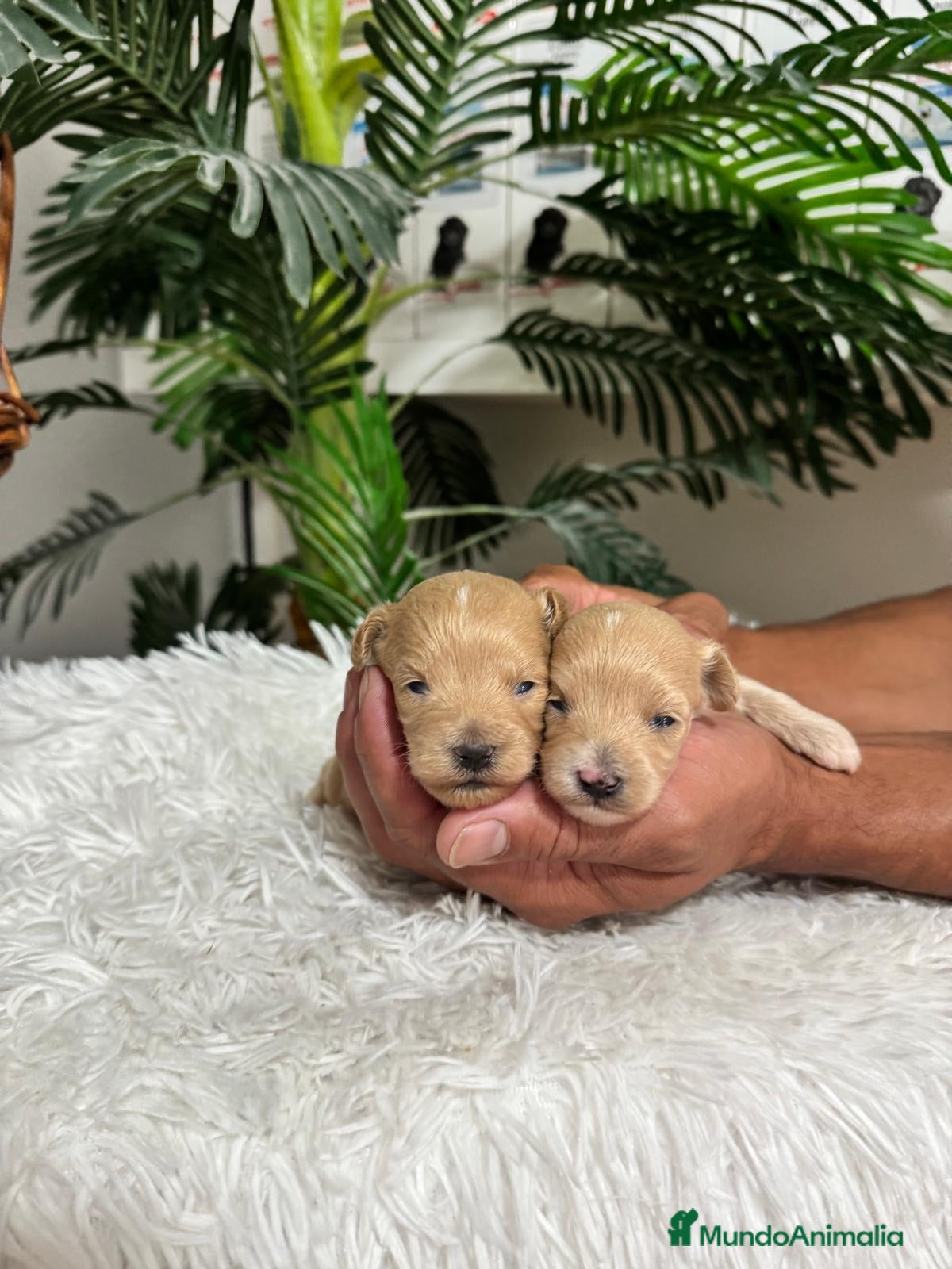 Maltipoo perros MALTIPOO MACHOS - Anuncio 2
