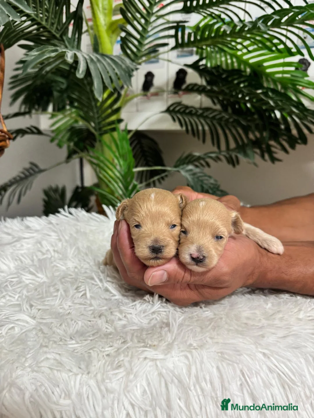 Maltipoo perros en venta: MALTIPOO MACHOS - Anuncio 1