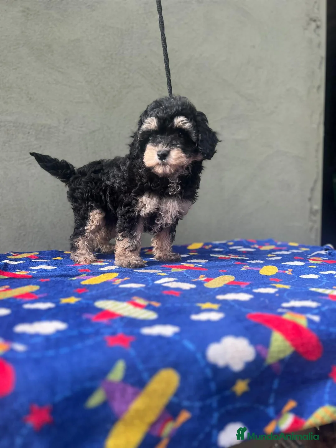 Maltipoo perros en venta: Hembra maltipoo  - Anuncio 1