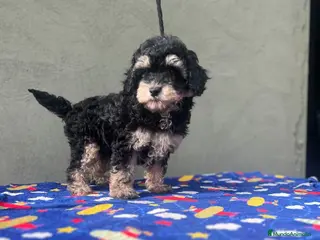 Maltipoo perros Hembra maltipoo - Anuncio 2