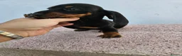 Teckel perros en venta: Teckel kanichen precio real - Anuncio 13
