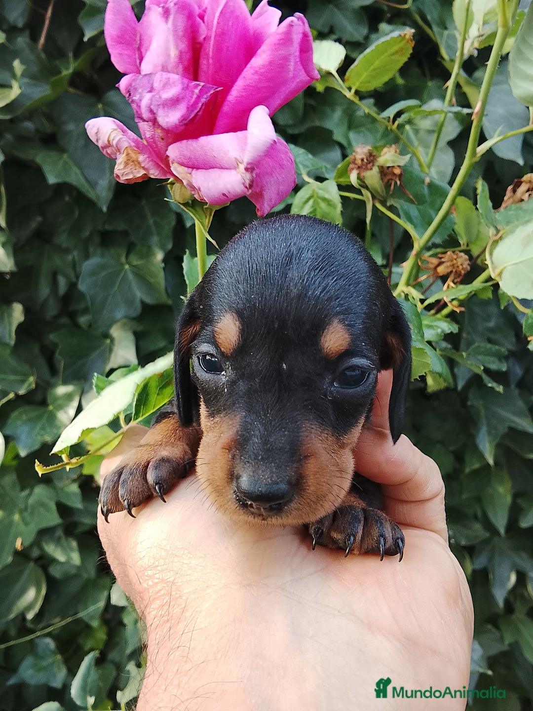 Teckel perros en venta: Teckel de pelo corto tamaño miniatura  - Anuncio 2