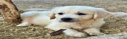 Golden Retriever perros en venta: hembra fantástica de Golden  - Anuncio 2