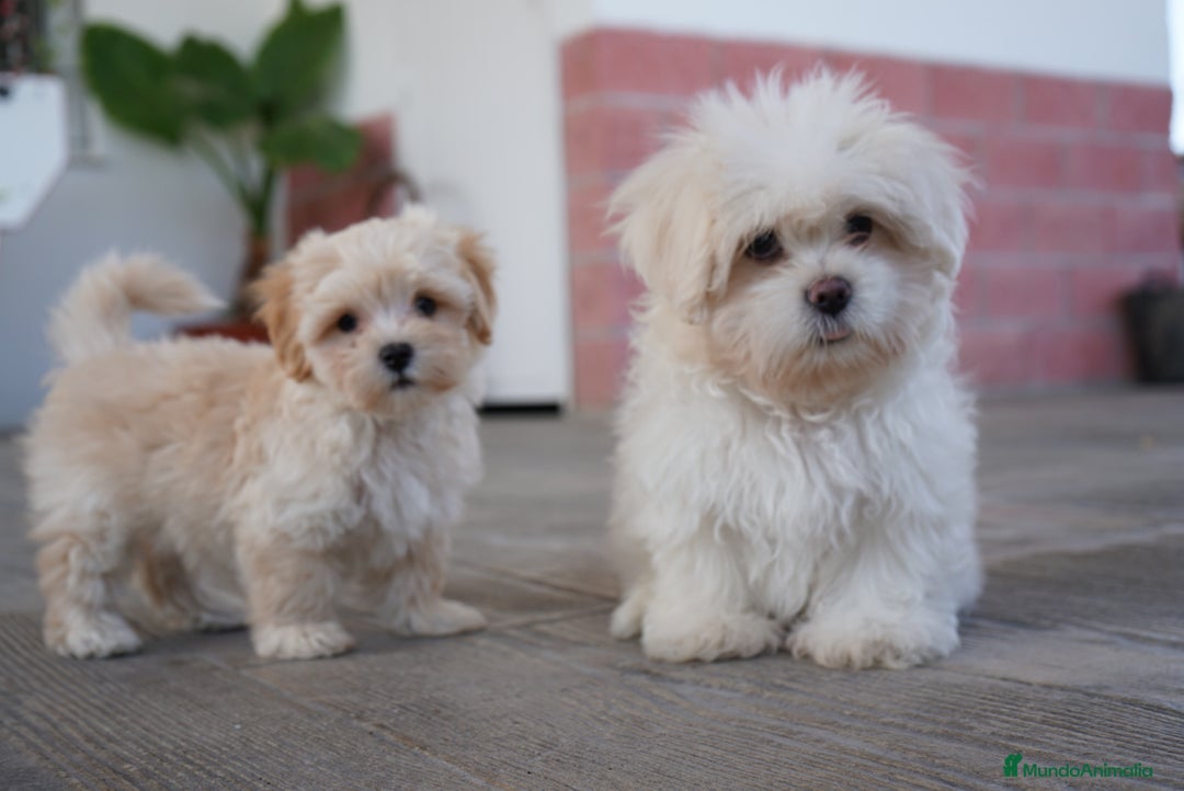 Maltipoo perros en venta: 🐾 Snow – Maltipoo macho blanco marfil 🐾 - Imagen 5