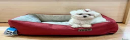 Bichón Maltés perros en venta: Bichón Maltés  - Anuncio 3