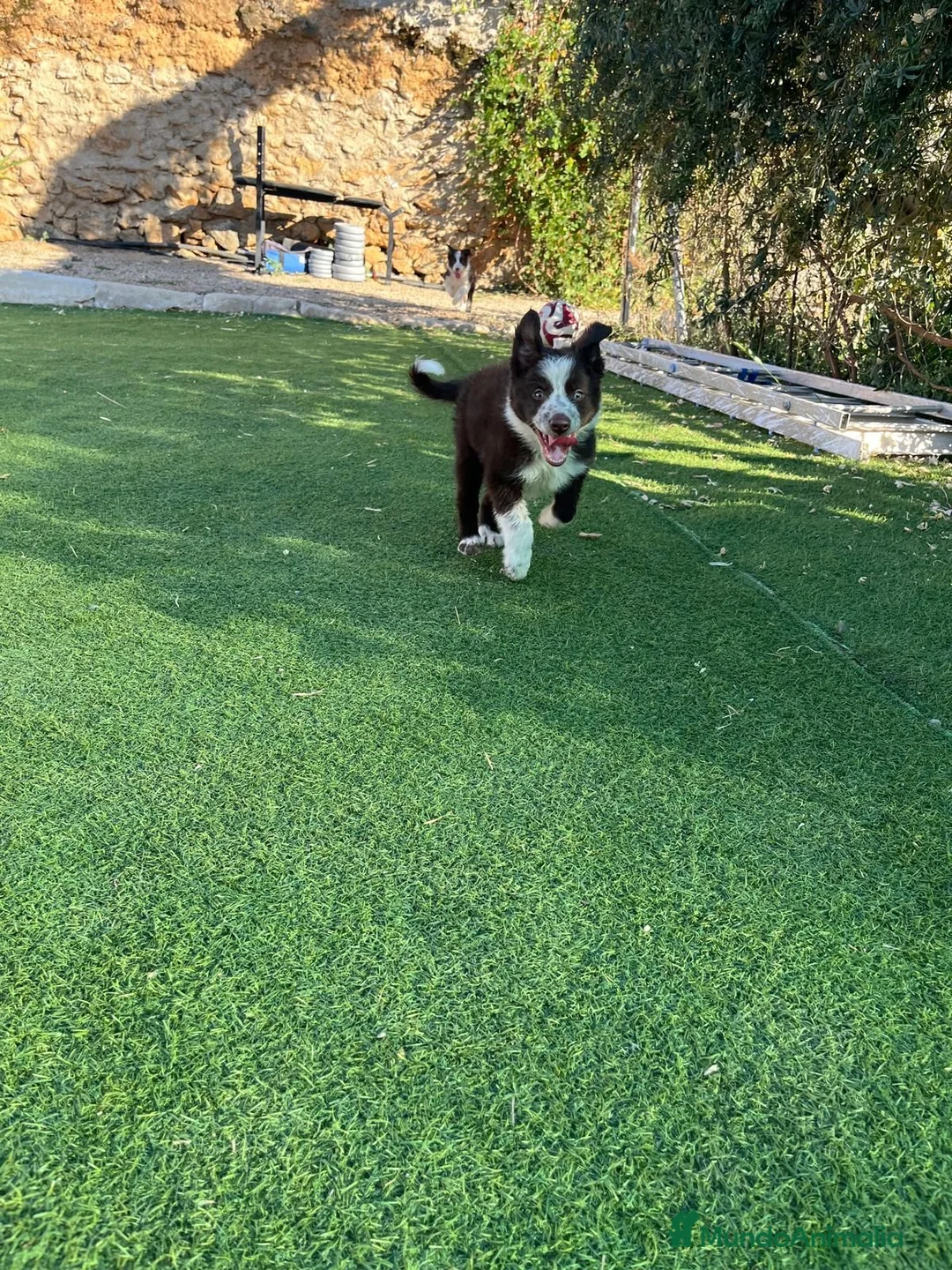 Border Collie perros en adopcion: Preciosos border collie  - Anuncio 8