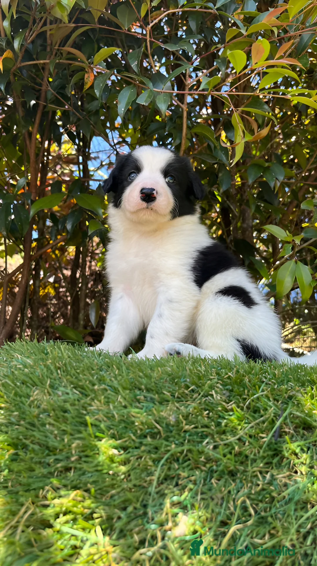 Border Collie perros en venta: Border collie  - Anuncio 3