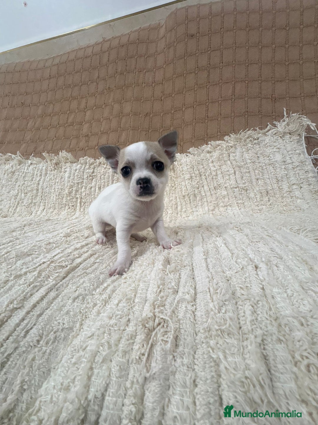 Chihuahua perros en venta: Chihuahua toy - Anuncio 7